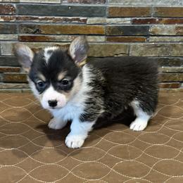 Girl 1 - Black and tan female Pembroke Welsh Corgi puppy in Visalia, California from VIP Stables