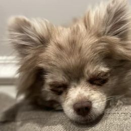 Pomeranians from PomCo LLC