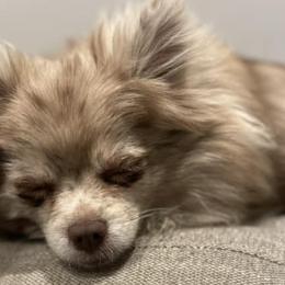 Pomeranians from PomCo LLC