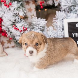 Cardigan Welsh Corgi and Pembroke Welsh Corgi Puppies from Corgi 4 Christ