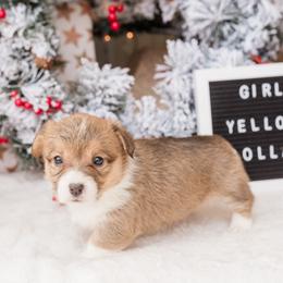 Cardigan Welsh Corgi and Pembroke Welsh Corgi Puppies from Corgi 4 Christ