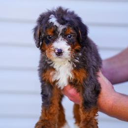 Philip - Tri-color male Bernedoodle puppy in Dundee, Ohio from Down Home Doodle