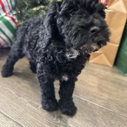 Claudia Sanders - Black female Goldendoodle puppy in Camden, North Carolina from Oopsie Doodles of NC