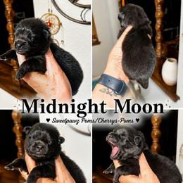 Midnight Moon - Black male Pomeranian puppy in Odessa, Texas from Cherry's Poms