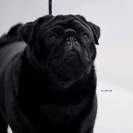 Eli - Pug