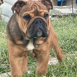 Cosmos - Bulldog puppy from Bully’s of Naboo