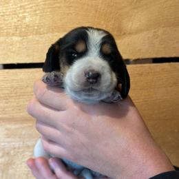 Female 1 - Black brown and white female Basset Hound puppy in Lindley, New York from Hill Top Basset Hounds & Cane Corso