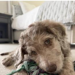 Aussiedoodle and Miniature Australian Shepherd Puppies from Aussies Acre