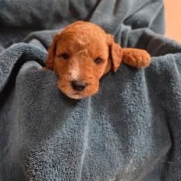 Blaze - Red  male Poodle puppy in Dolan Springs, Arizona from High Desert Companions
