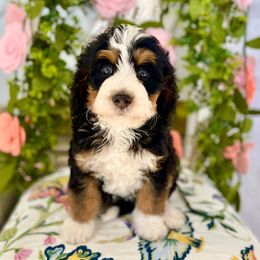 Bernedoodle puppies from Natural Doodle Life