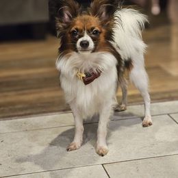 Barron - Papillon