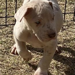 Great Dane Puppies from Texas Devine Danes