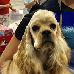 Cavalier King Charles Spaniels and Cocker Spaniels from Encore Cockers