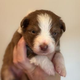 Red tri female (purple collar) - Red tri-color female Australian Shepherd puppy in Castle Rock, Washington from Zoolo Kennels