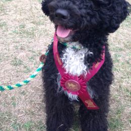Portuguese Water Dog All Grown Up from Hallie Howe's Portuguese Water Dog