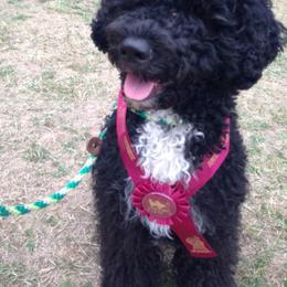 Portuguese Water Dog All Grown Up from Hallie Howe's Portuguese Water Dog
