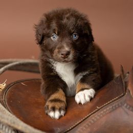 Australian Shepherd Puppies from Morton’s Farm