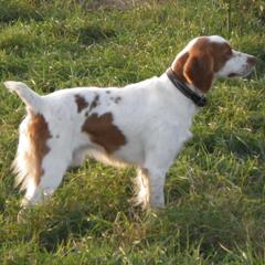 Brittanys, French Brittanys, and Labrador Retrievers from Wolf River Kennels