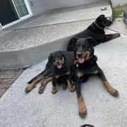 Beauceron Puppies from Trésor de Beauté Beaucerons