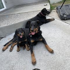 Beauceron Puppies from Trésor de Beauté Beaucerons