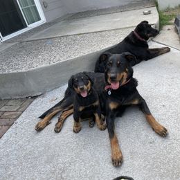 Beauceron Puppies from Trésor de Beauté Beaucerons