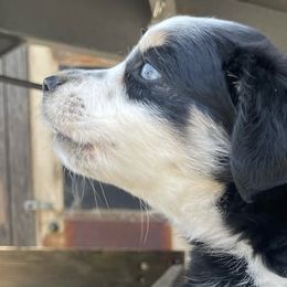 Miniature Australian Shepherds from Happy to See You Mini Aussies
