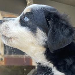 Miniature Australian Shepherds from Happy to See You Mini Aussies