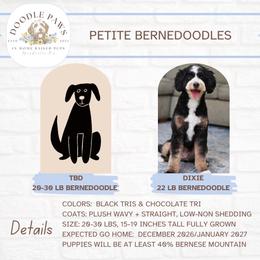 Bernedoodle puppies from Doodle Paws Pups
