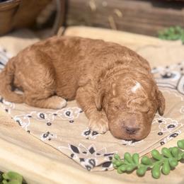 Laredo - Parti male Goldendoodle puppy in Zeeland, Michigan from Dandelion Lane Doodles