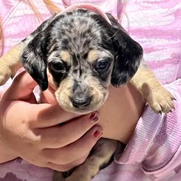 Dachshund Puppies from GypsyDox