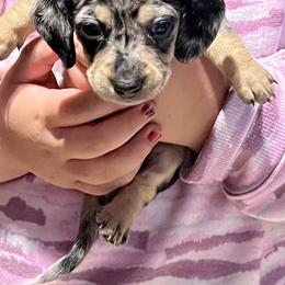 Dachshund Puppies from GypsyDox