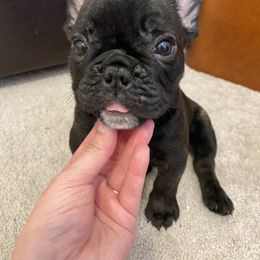 French Bulldog Puppies from Fur Royalty Frenchies
