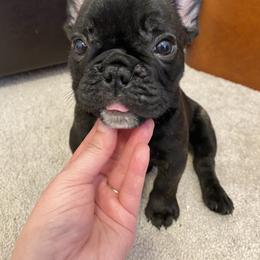 French Bulldog Puppies from Fur Royalty Frenchies