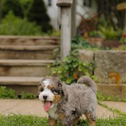 Bentley - male Australian Mountain Doodle puppy in Dalton, Ohio from Haven Doodles