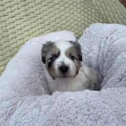 Bean - Blue merle male Miniature Australian Shepherd puppy in Murfreesboro, Tennessee from Skye’s Waggin’ Aussies