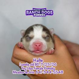 Hallie - Lavender female Pomsky puppy in Humeston, Iowa from M.A.R. Dogs