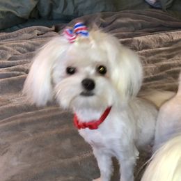 Dotty - Maltese