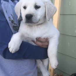 Labrador Retriever Puppies from Brazil’s Elite Labradors