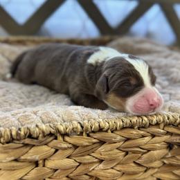 Girl 1 - Red tri-color female Australian Shepherd puppy in Volant, Pennsylvania from Addie's Aussies