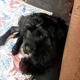 Portuguese Water Dog All Grown Up from Rustyco/Cayenne