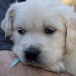 Mr Mint - Light golden male Golden Retriever puppy in Hayward, California from East Bay Golden Retrievers