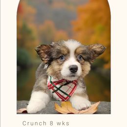 Crunch - Gray and white male American Corgi puppy in Mansfield, Ohio from Moonrise corgis