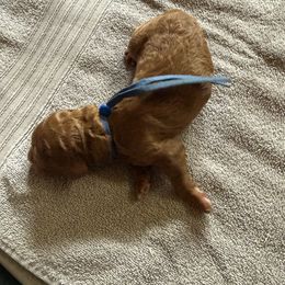 Glacier - Red  male Poodle puppy in Mount Vernon, Illinois from AMC Poodles