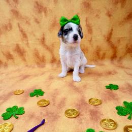 Pearl - Chocolate merle female Bernedoodle puppy in Lake City, Florida from 224 Doodles and Poodles