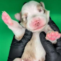 Raven3Girl4- RMF,LONGtail,AKC,OFAs,Genetics - Red merle female Australian Shepherd puppy in South Hill, Virginia from Silverside Aussies LLC