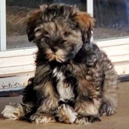 Miniature Schnauzers from Nebula Equine & Canine