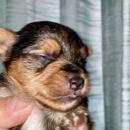 Yorkshire Terrier Puppies from Neverland Yorkies
