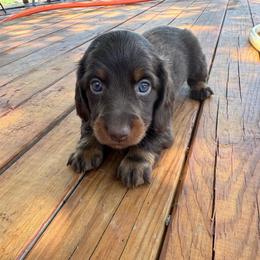 Hersey - Chocolate and tan male Dachshund puppy in Hawley, Texas from Foxy’s Dachshunds & Toy Aussies