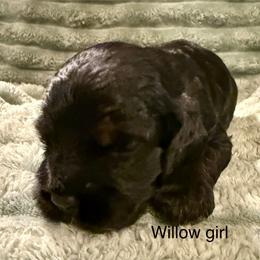Willow - Black female Cocker Spaniel puppy in Sumter, South Carolina from Cocker Eclipse In Home Kennel