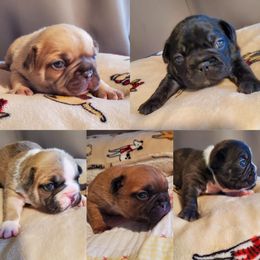 French Bulldog Puppies from Romeo & Juliet Frenchies